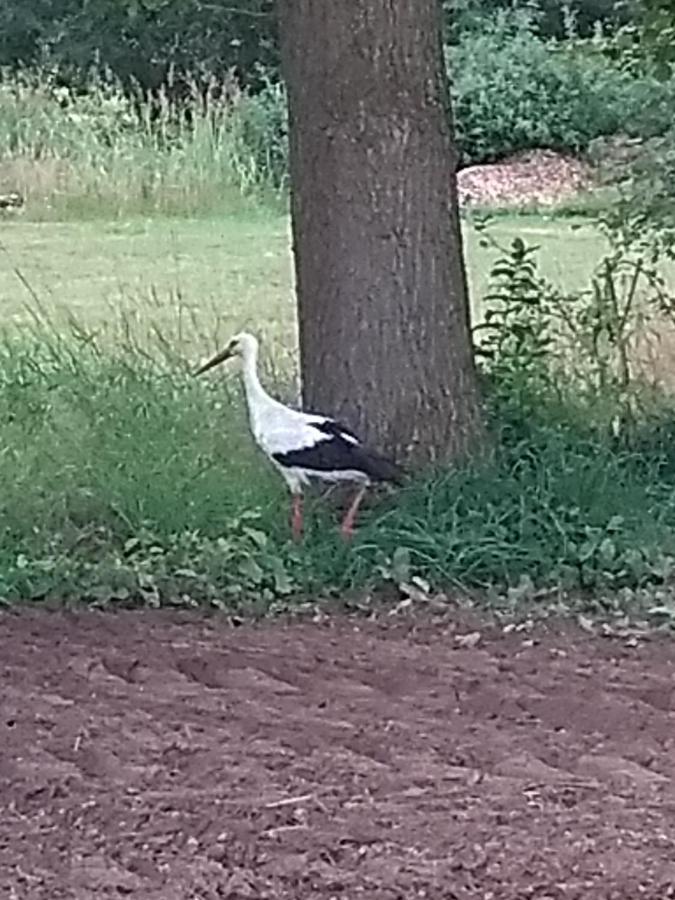 Kroetenhof Barfoerde Barforde Zewnętrze zdjęcie